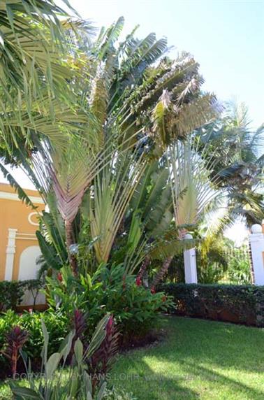 Dreams-Resort-und-Spa-Tulum, DSC_6909_b_H600Px